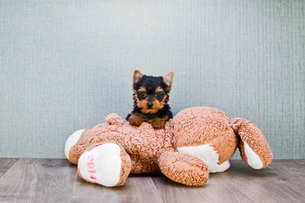 Meet Lily - our Yorkshire Terrier Puppy Photo 