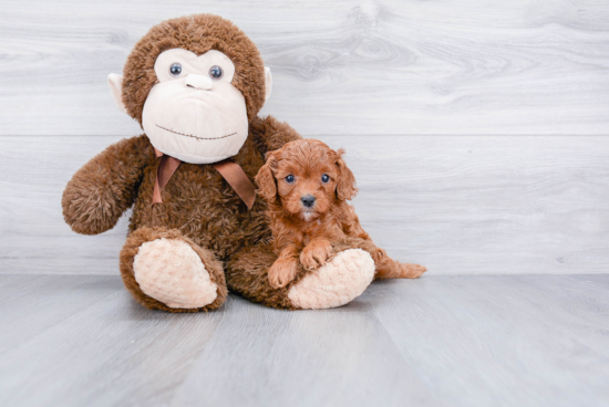 Best Cavapoo Baby