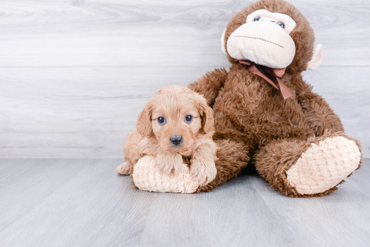 Hypoallergenic Cavoodle Poodle Mix Puppy