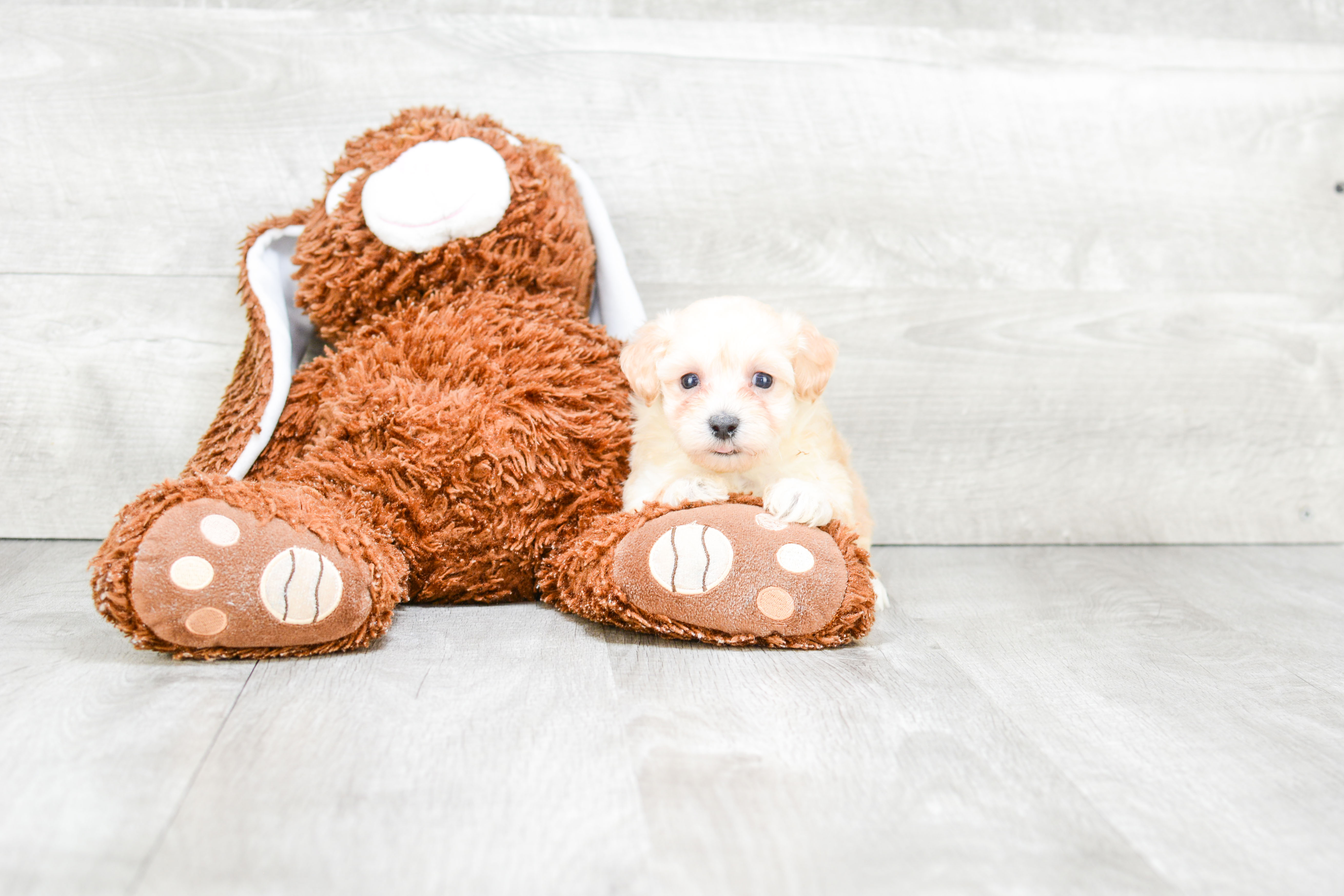 Small Maltipoo Baby