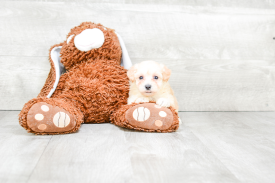 Small Maltipoo Baby