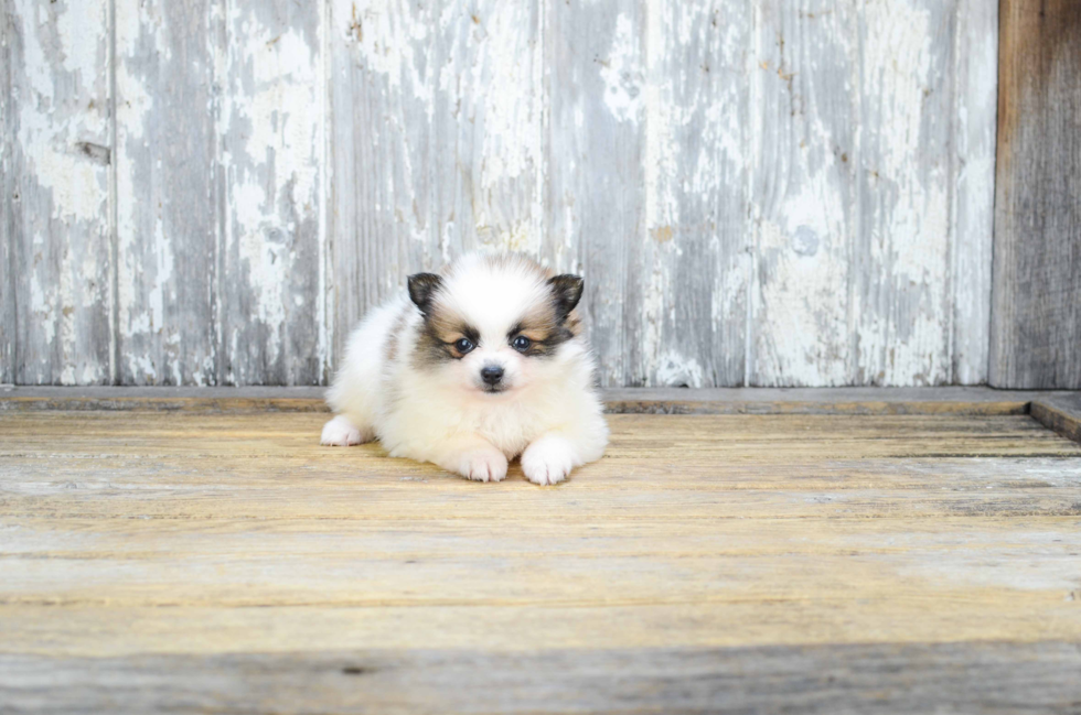 Energetic Pomeranian Purebred Puppy