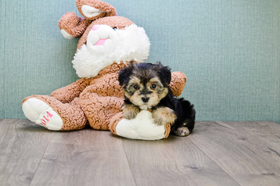 Little Yorkie Designer Puppy