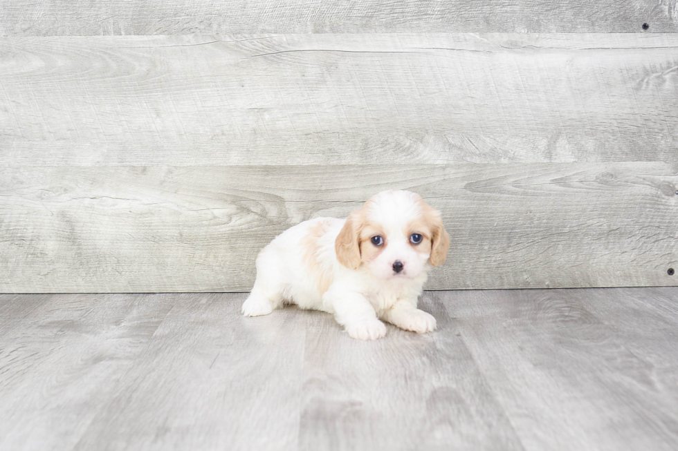 Cute Cavachon Baby