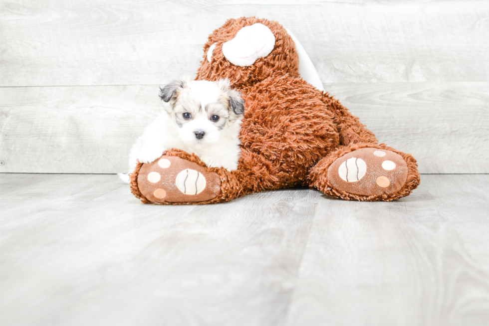 Maltipoo Pup Being Cute