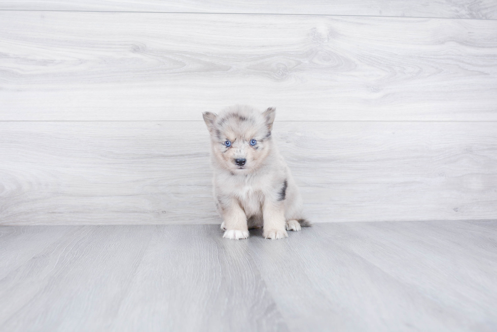 Best Pomsky Baby