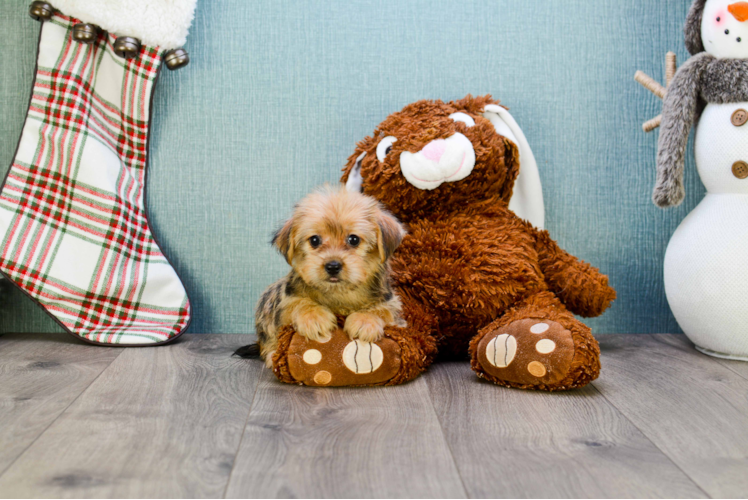 Small Morkie Baby