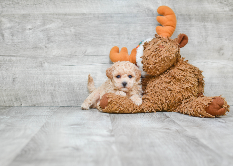 Maltipoo Pup Being Cute