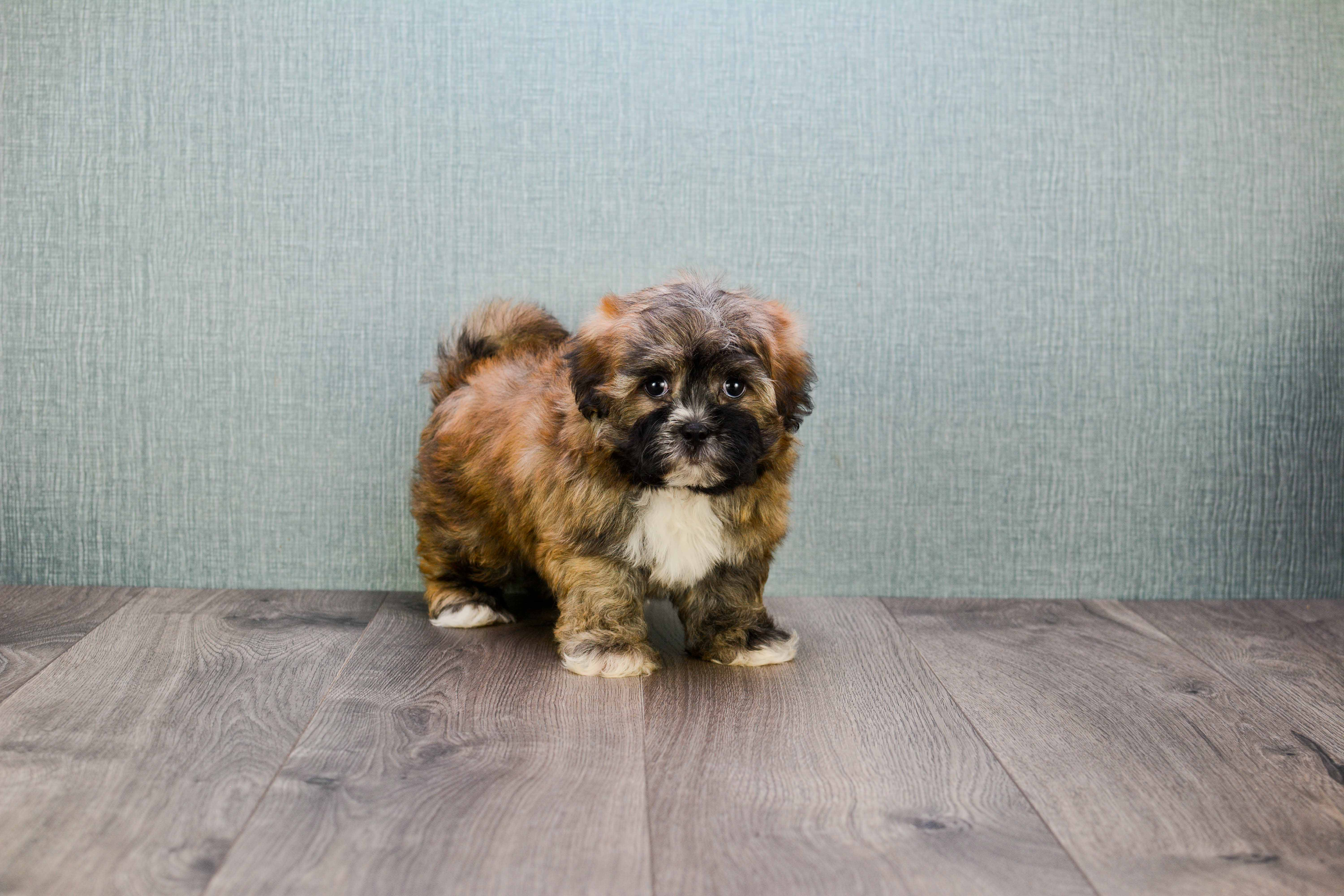 Teddy Bear Pup Being Cute