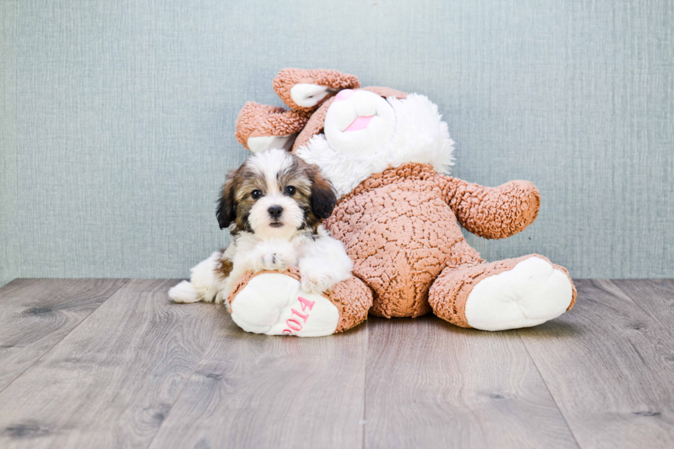 Friendly Teddy Bear Baby