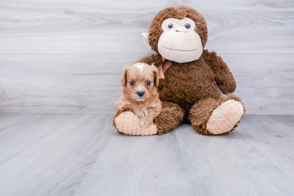 Popular Cavapoo Poodle Mix Pup