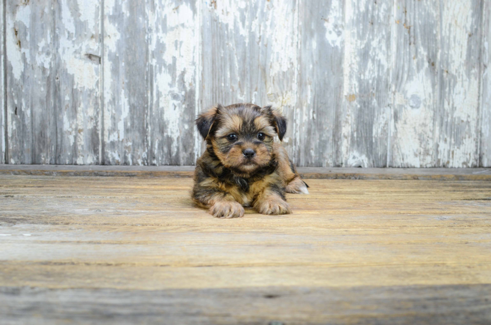 Cute Shorkie Baby