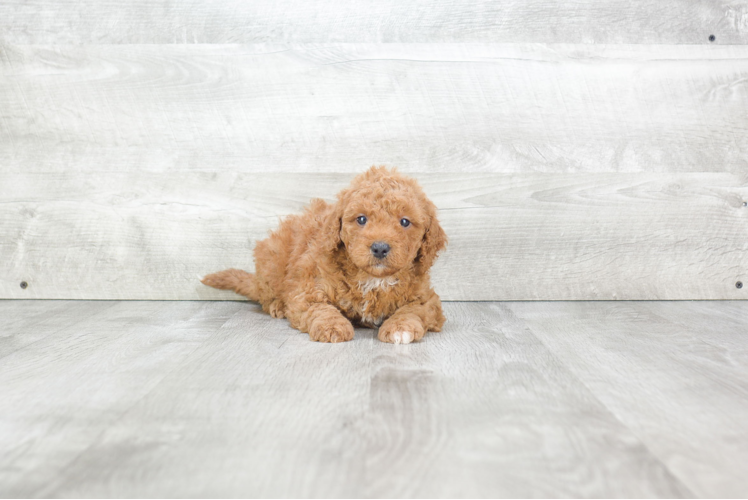 Little Golden Retriever Poodle Mix Puppy