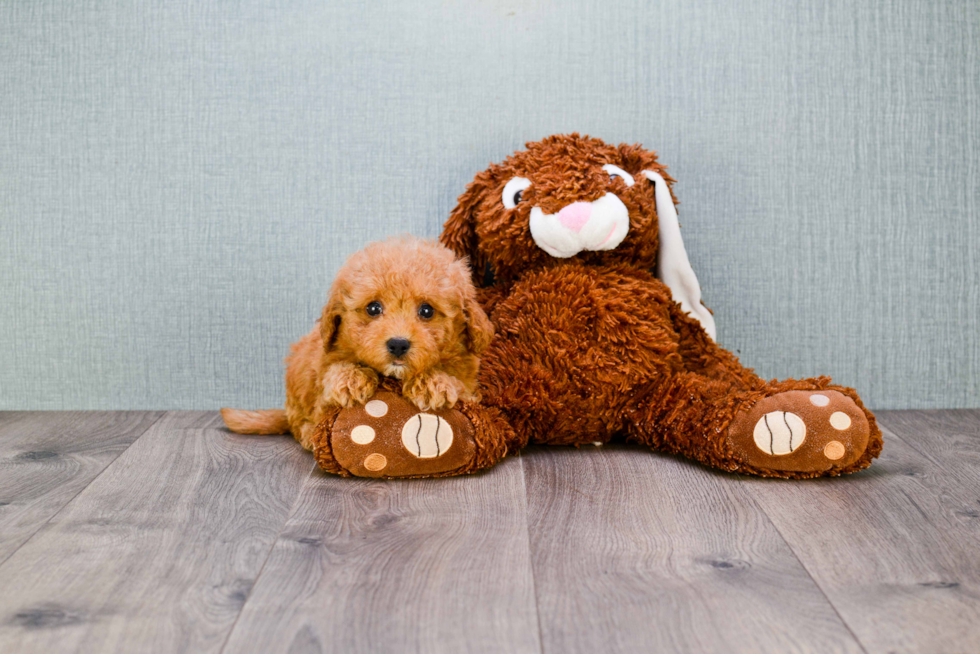 Cavapoo Puppy for Adoption