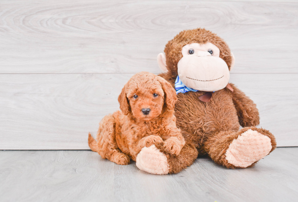 Happy Mini Goldendoodle Baby