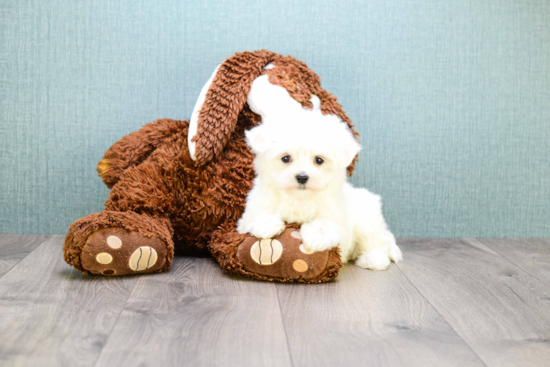 Happy Maltese Purebred Puppy