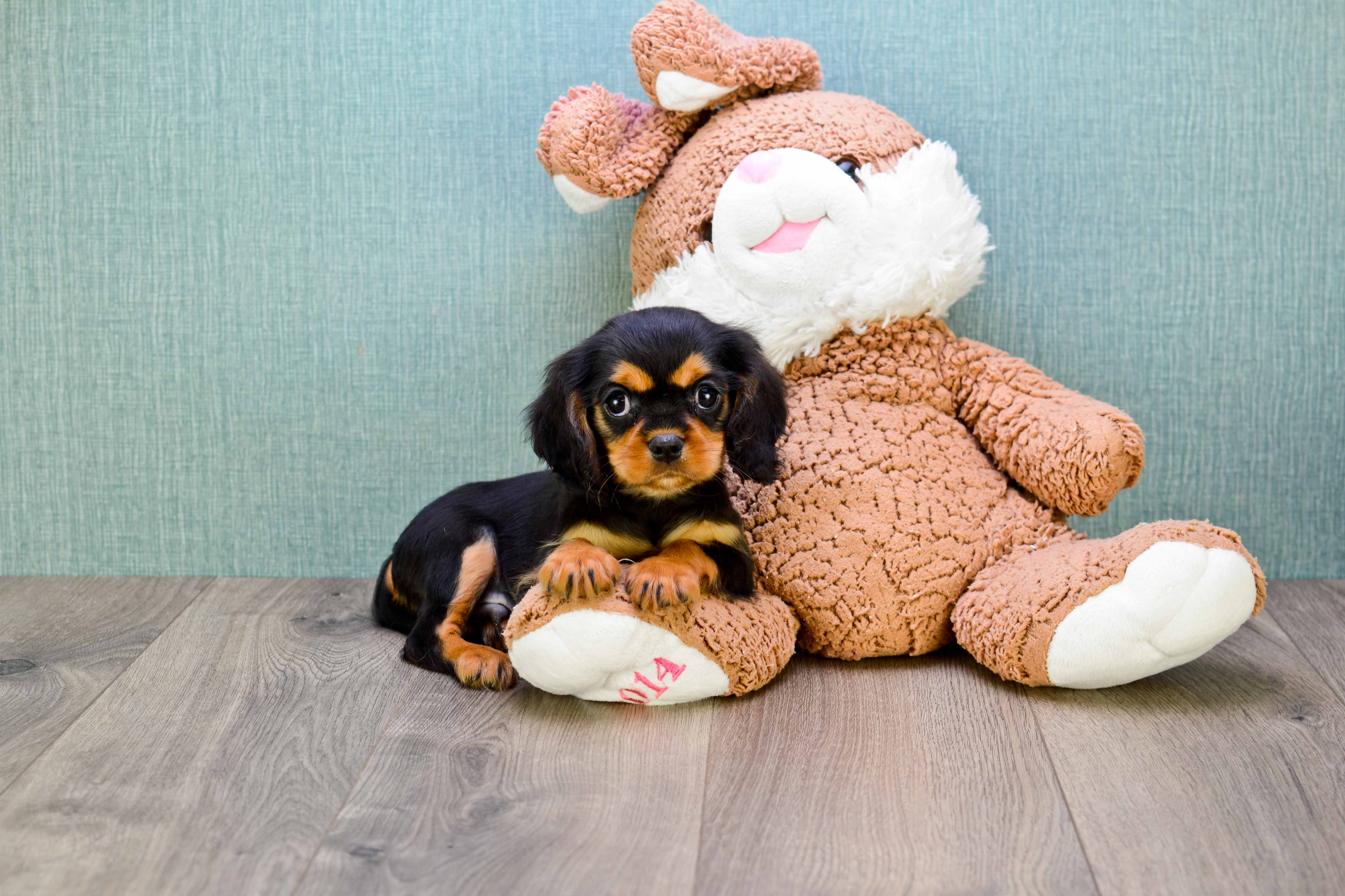 Best Cavalier King Charles Spaniel Baby