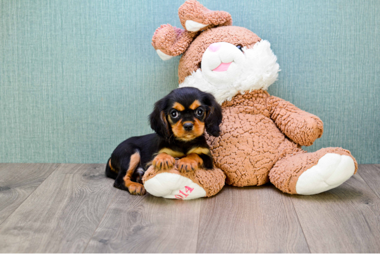 Best Cavalier King Charles Spaniel Baby