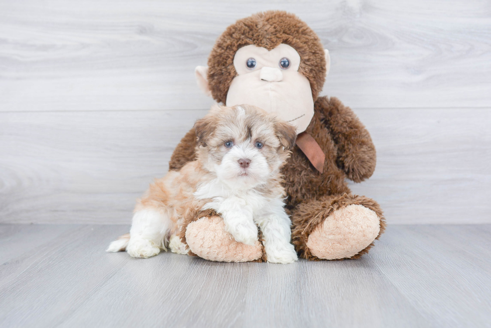 Happy Havanese Purebred Puppy