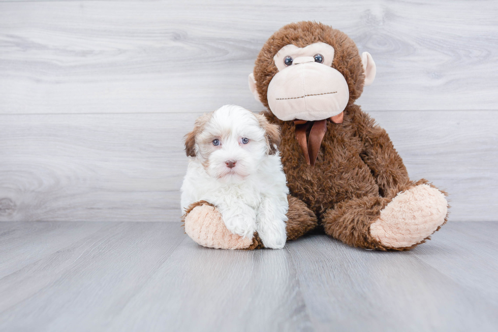 Funny Havanese Baby