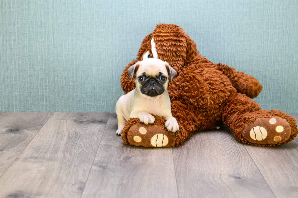 Smart Pug Purebred Puppy