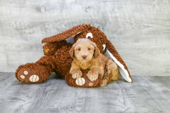 Adorable Golden Retriever Poodle Mix Puppy