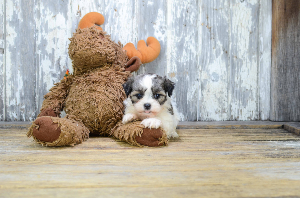 Sweet Teddy Bear Baby