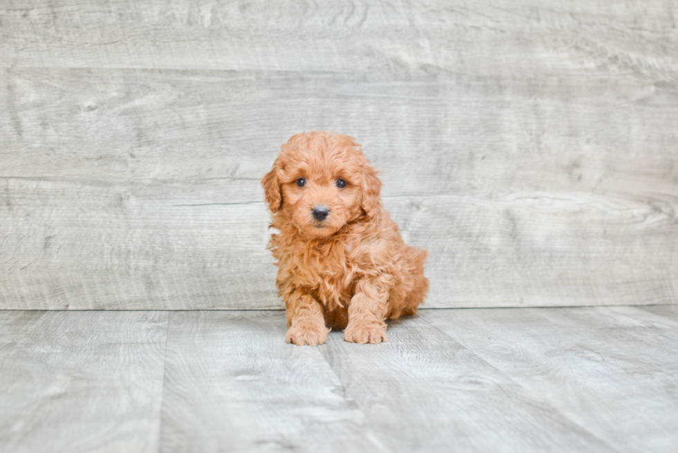 Small Mini Goldendoodle Baby