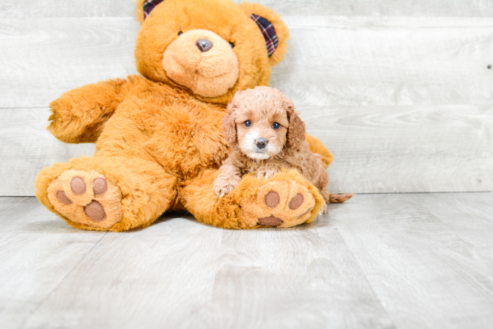 Petite Cockapoo Poodle Mix Pup