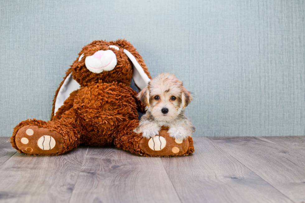 Hypoallergenic Yorkie Designer Puppy