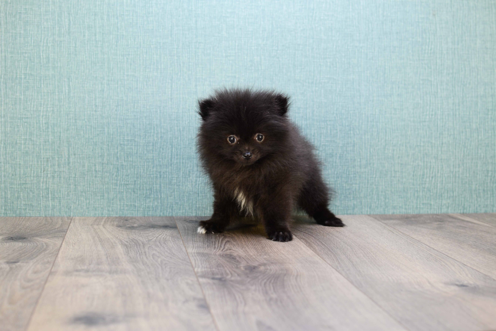 Happy Pomeranian Purebred Puppy