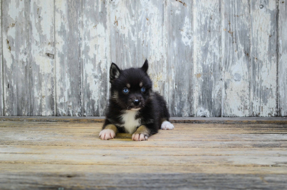 Pomsky Puppy for Adoption