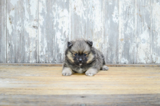 Pomeranian Puppy for Adoption