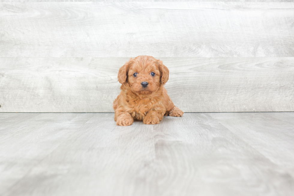 Funny Cavapoo Poodle Mix Pup