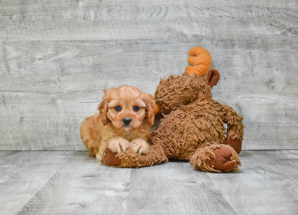 Cavapoo Puppy for Adoption