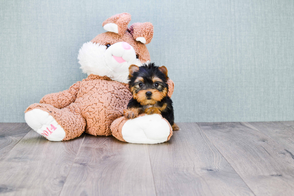 Meet Giselle - our Yorkshire Terrier Puppy Photo 