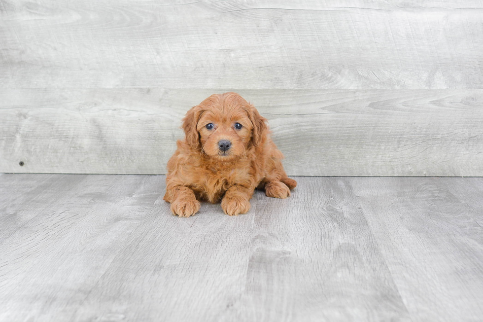 Happy Mini Goldendoodle Baby