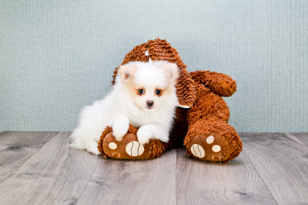 Pomeranian Pup Being Cute