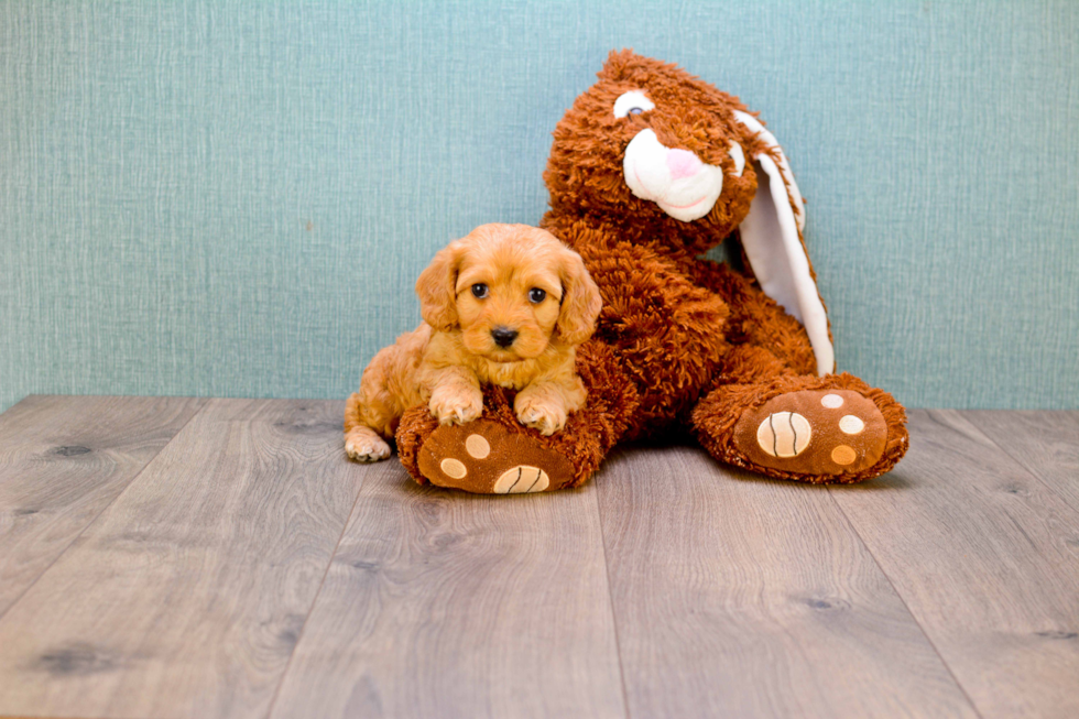 Cavapoo Pup Being Cute