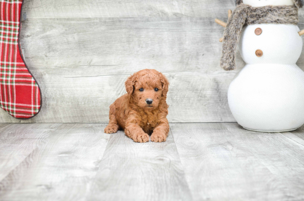 Mini Goldendoodle Pup Being Cute