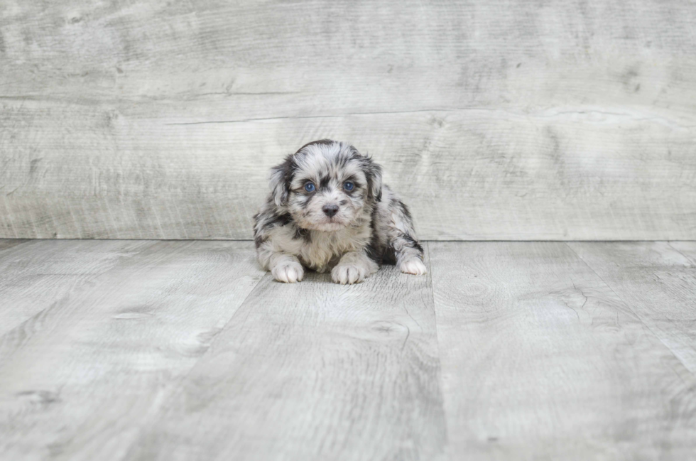 Best Mini Aussiedoodle Baby