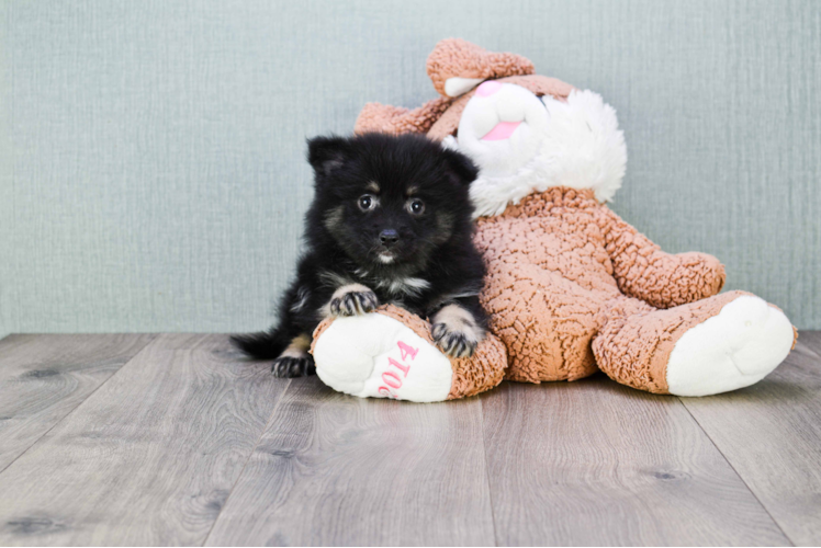 Pomeranian Puppy for Adoption