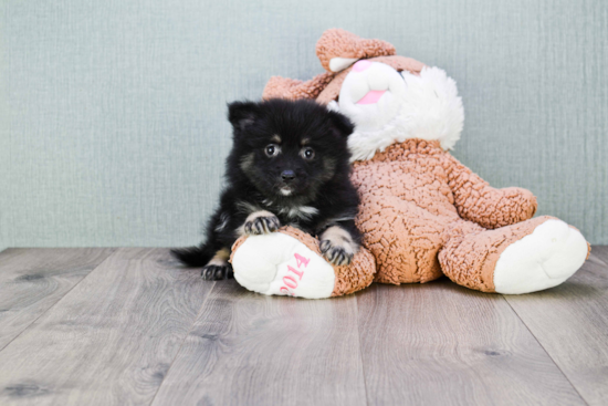 Pomeranian Puppy for Adoption