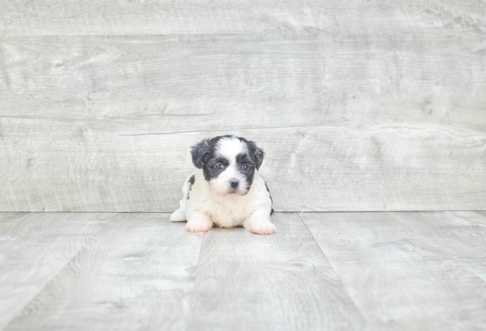 Hypoallergenic Shi Chon Designer Puppy