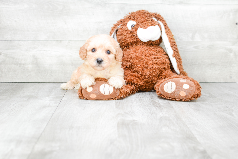 Playful Cavoodle Poodle Mix Puppy