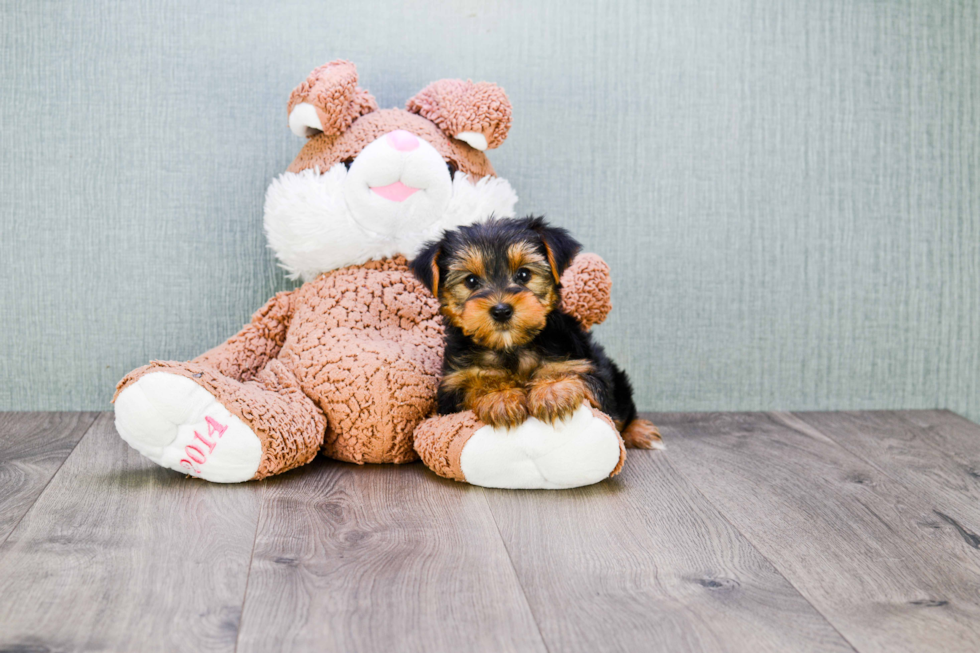 Meet Bronze - our Yorkshire Terrier Puppy Photo 