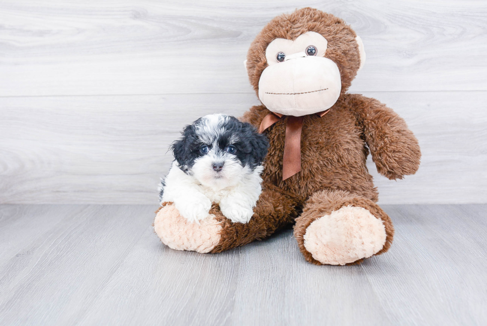 Best Havanese Baby