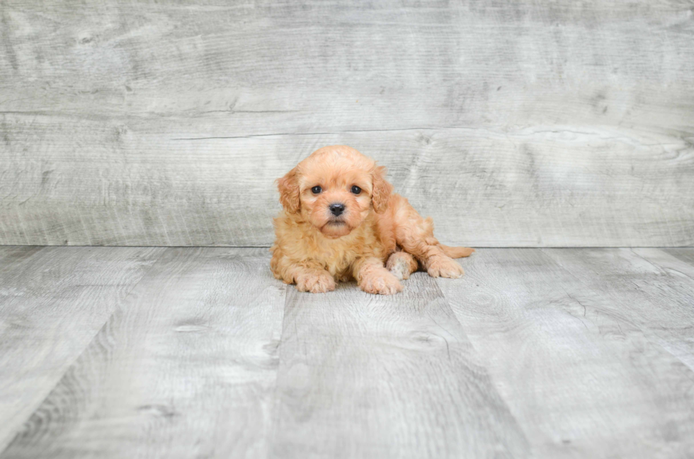 Cavapoo Pup Being Cute