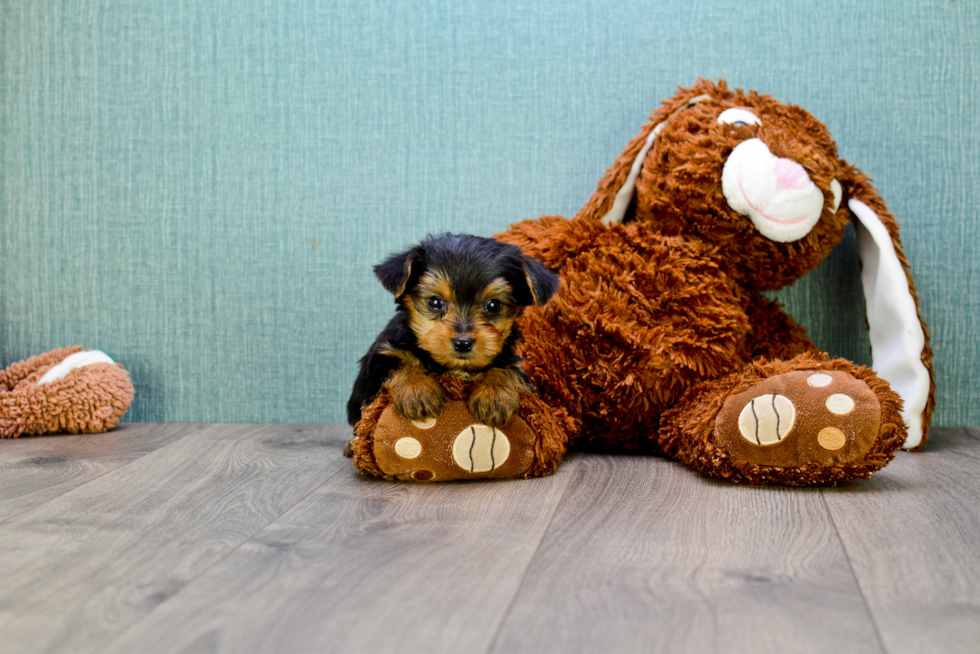 Meet Capone - our Yorkshire Terrier Puppy Photo 