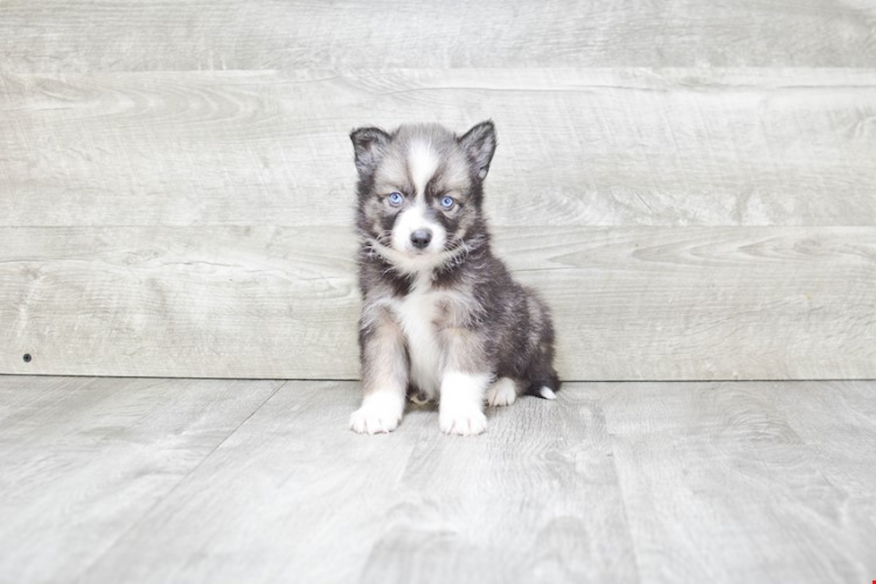 Smart Pomsky Designer Pup